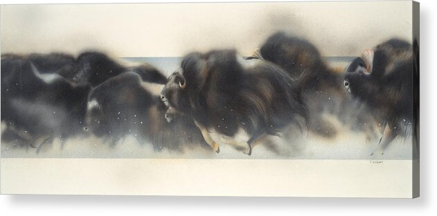 Douglas Fincham Art Acrylic Print featuring the painting Buffalo in Winter by Douglas Fincham