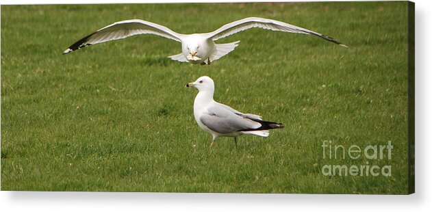 Seagulls Acrylic Print featuring the photograph Cleared for Landing by Grace Grogan