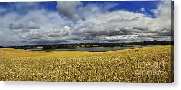 Heiko Acrylic Print featuring the photograph Corn Field Panorama by Heiko Koehrer-Wagner