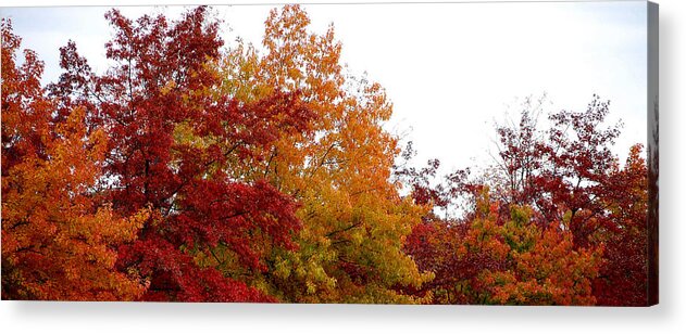 Fall Color Colors Leaf Leaves Tree Orange Red Green Chico Ca Acrylic Print featuring the photograph Fall Filled Sky by Holly Blunkall