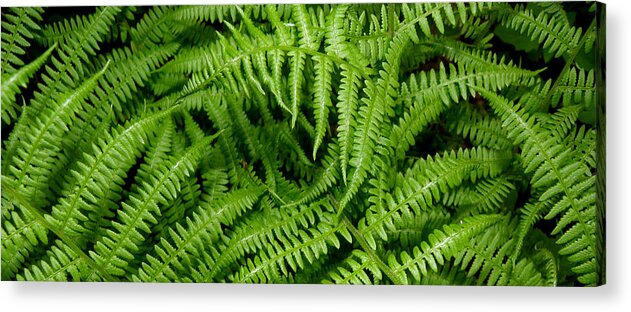 Ferns Acrylic Print featuring the photograph Ferns by Kim Galluzzo