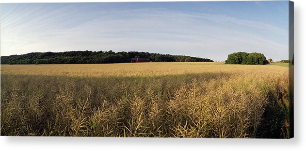 Canola Acrylic Print featuring the photograph Rapeseed - Canola by Jan W Faul