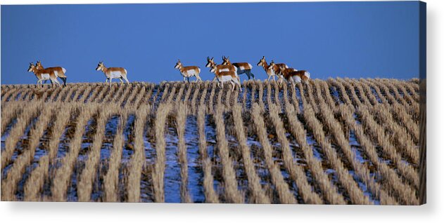 Antelope Acrylic Print featuring the photograph Speed Goats by Darcy Dietrich