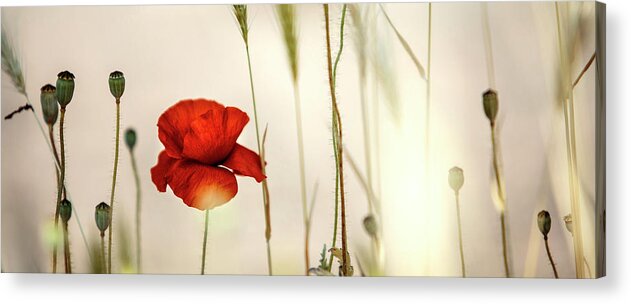 Poppy Acrylic Print featuring the photograph Summer Poppy Meadow #21 by Nailia Schwarz