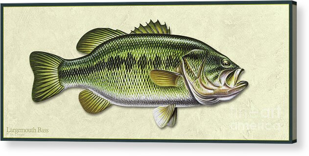 Jon Q Wright Bass Largemouth Bass Freshwater Gamefish Fishing Print Poster Tackle Lake Fish Id Acrylic Print featuring the painting Bass ID by Jon Q Wright