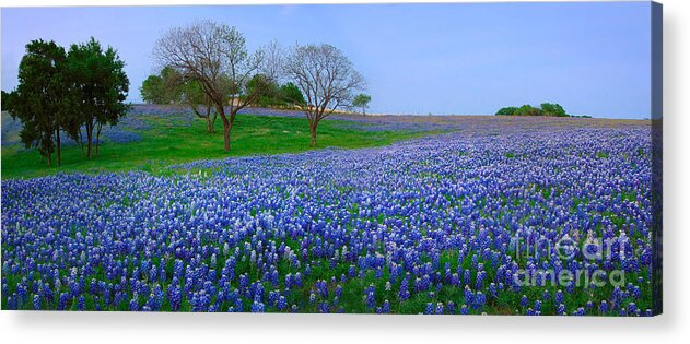 Spring Acrylic Print featuring the photograph Bluebonnet Vista - Texas Bluebonnet wildflowers landscape flowers by Jon Holiday