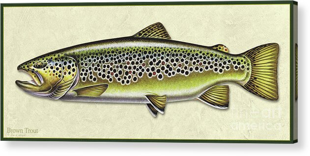 Jon Q Wright Fish Id Print Brown Trout Flyfishing Fly Freshwater Acrylic Print featuring the painting Brown trout ID by Jon Q Wright