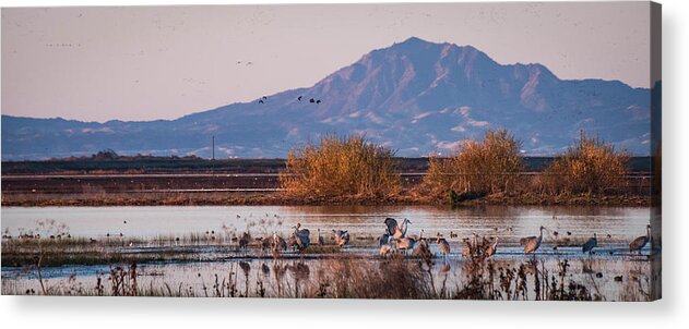 Birds Acrylic Print featuring the photograph Cranes in the Morning by Wendy Carrington