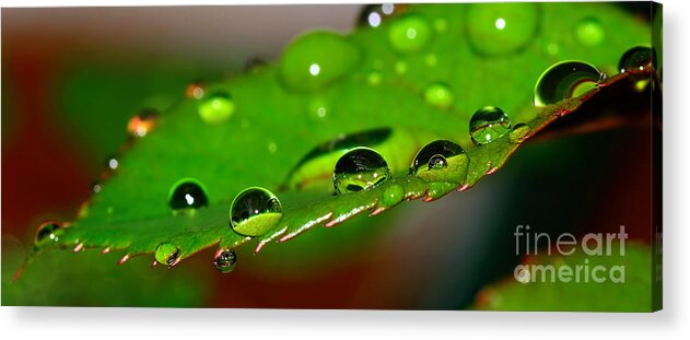 Photography Acrylic Print featuring the photograph Droplets on Rose Leaf by Kaye Menner by Kaye Menner