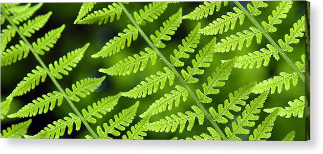 Fern Acrylic Print featuring the photograph Fern Branches by Ted Keller
