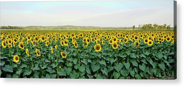Sunflowers Acrylic Print featuring the photograph Field of Flowers by Cricket Hackmann