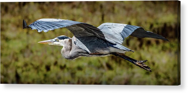 Bird Acrylic Print featuring the photograph Fly By by Bruce Bonnett
