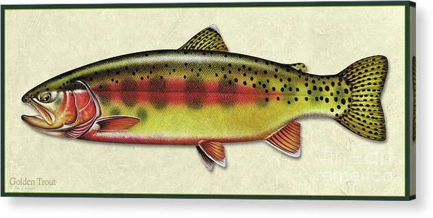 Jon Q Wright Fish Id Print Golden Trout Flyfishing Fly Freshwater Acrylic Print featuring the painting Golden trout ID by Jon Q Wright