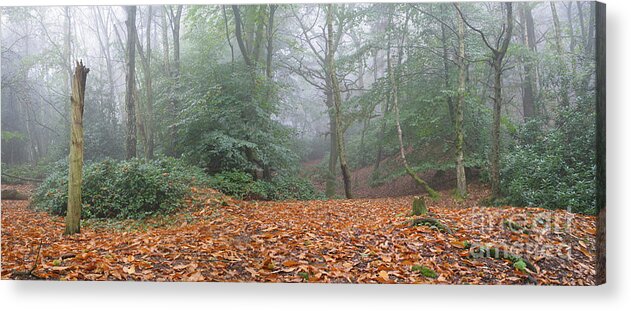 Misty Beech Acrylic Print featuring the photograph Misty Beech woodland by Warren Photographic