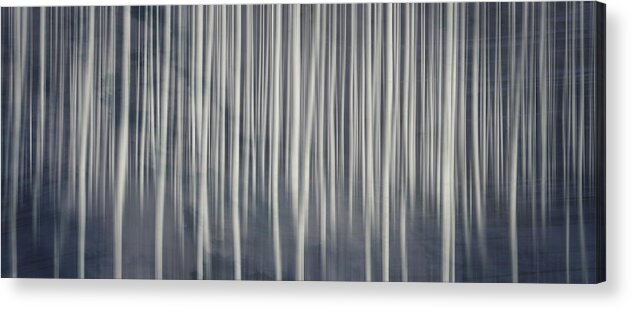 Mist Acrylic Print featuring the photograph Misty Birch Forest by Andrea Kollo
