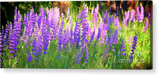 Wildflowers Acrylic Print featuring the photograph Mountain Lupines Wide by Gus McCrea