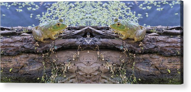 Frogs Acrylic Print featuring the photograph Ribbit And Ribbit by J Laughlin