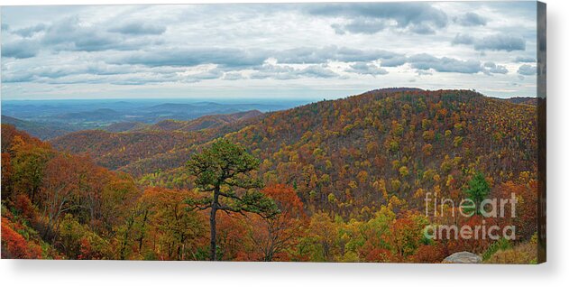 Shenandoah National Park Acrylic Print featuring the photograph Shenandoah Fall Foliage by Michael Ver Sprill