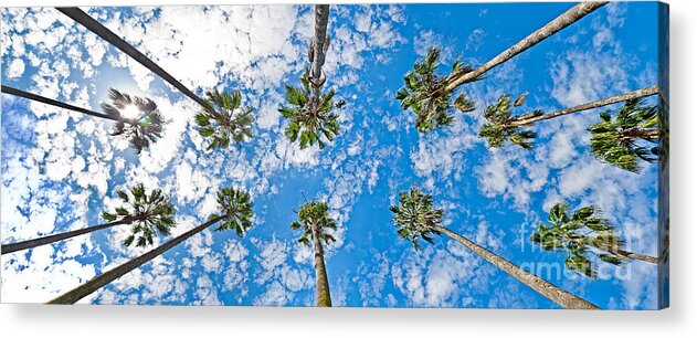 Skyward Palms Acrylic Print featuring the photograph Skyward Palms by Az Jackson