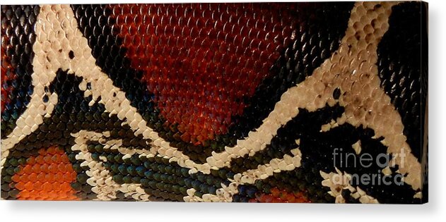 Snake Acrylic Print featuring the photograph Snake's Scales by KD Johnson