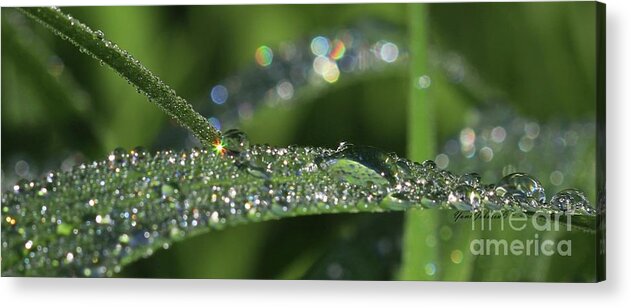 Droplets Acrylic Print featuring the photograph Sparkling droplets by Yumi Johnson