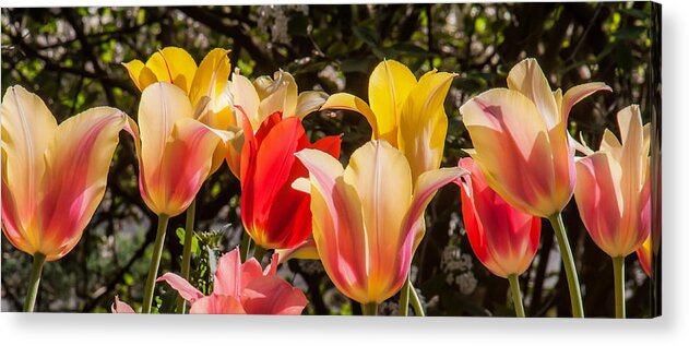 Tulips Acrylic Print featuring the photograph Spring Tuliips by Jim Moore