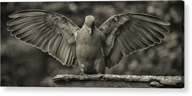 Alexandria Acrylic Print featuring the photograph Stone Dove Landing by Jim Moore