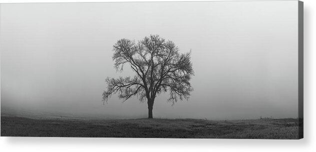 Tree Acrylic Print featuring the photograph Tree Alone In The Fog by Todd Aaron