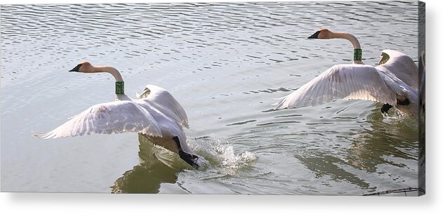 Trumpeter Swans Acrylic Print featuring the photograph Trumpeter Swans Taking Off by Michael Dougherty