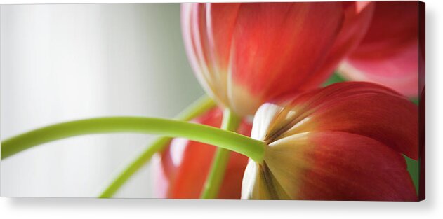 Floral Acrylic Print featuring the photograph Tulips In The Morning by Theresa Tahara