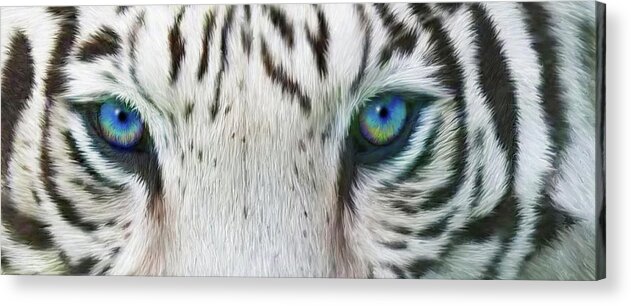 Tiger Acrylic Print featuring the mixed media Wild Eyes - White Tiger by Carol Cavalaris