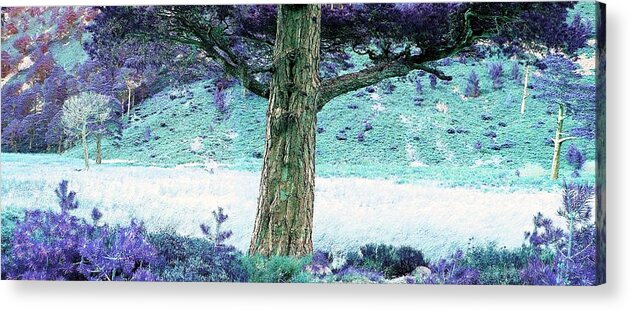 Tree Acrylic Print featuring the photograph Wistful by HweeYen Ong