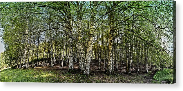 Nature Acrylic Print featuring the photograph Woodland by Alessandro Della Pietra