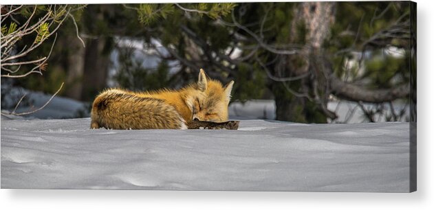 Napping Acrylic Print featuring the photograph A Nap In The Snow by Yeates Photography