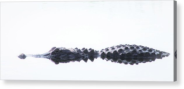 Alligator Acrylic Print featuring the photograph Afloat by Michael Allard
