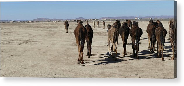 Morocco Acrylic Print featuring the photograph Herd of camels crossing the highway near Rissani by Steve Estvanik