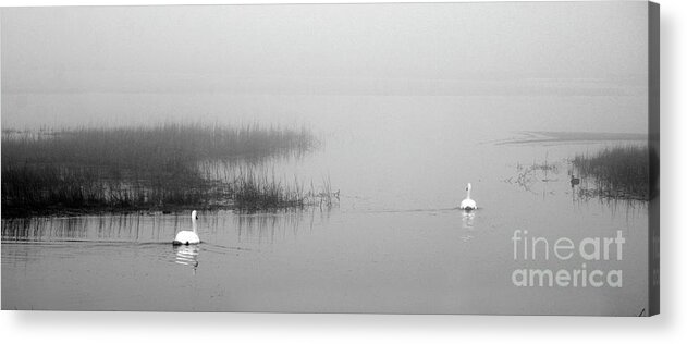 Swans Acrylic Print featuring the photograph Swans In the Fog by Dianne Morgado
