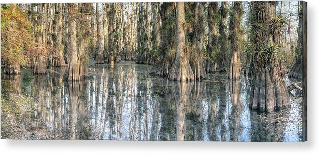 Big Cypress National Preserve Acrylic Print featuring the photograph Cypress Dome Colors by Rudy Wilms