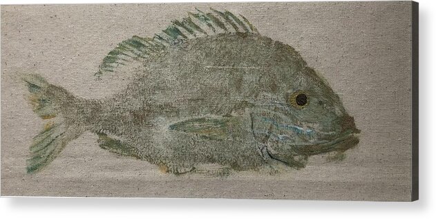 Fish Green Snapper Gyotaku Japanese Print Sea Ocean Gulf Seafood Sea Life Angler Acrylic Print featuring the painting Green Snapper by Pam Talley