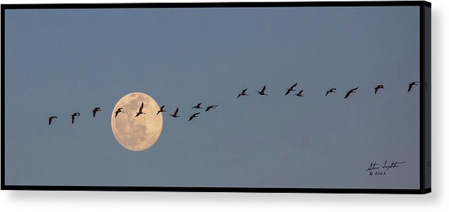Nature Acrylic Print featuring the photograph Headed to Roost by Steve Templeton