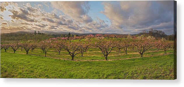 Orchards Acrylic Print featuring the photograph Morning Glory Orchards by Angelo Marcialis