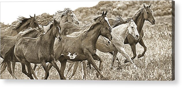 Horses Acrylic Print featuring the photograph On The Run Sepia by Don Schimmel