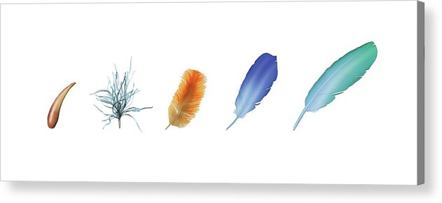 Animal Acrylic Print featuring the photograph Evolution Of Feathers by Mikkel Juul Jensen