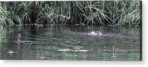 Mallard Acrylic Print featuring the photograph Ignoring each other by Leif Sohlman