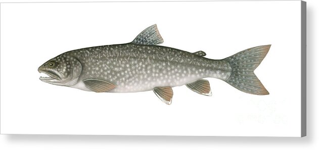 Lake Trout Acrylic Print featuring the photograph Lake Trout by Carlyn Iverson
