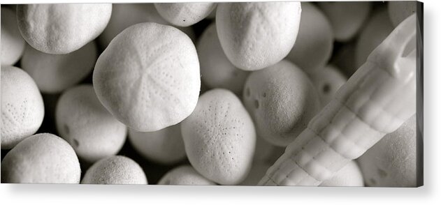 Shell Acrylic Print featuring the photograph Mini Sand Dollars by Corinne Rhode