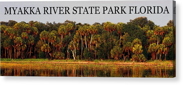 Myakka River State Park Florida Acrylic Print featuring the painting Myakka River SP FL pano one by David Lee Thompson