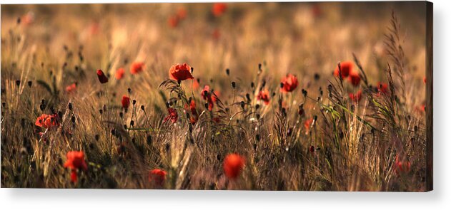Poppies Acrylic Print featuring the photograph Poppies in a field by Ulrich Kunst And Bettina Scheidulin