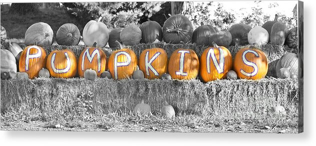 Pumpkins Acrylic Print featuring the photograph Pumpkins P U M P K I N S BWSC by James BO Insogna