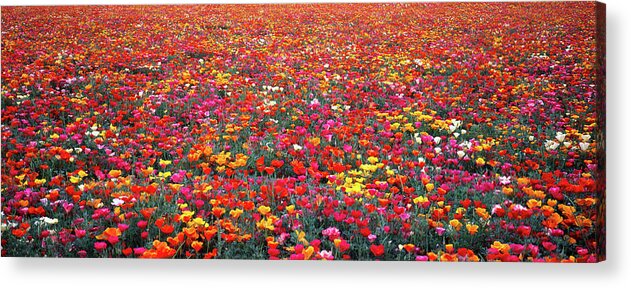 American Northwest Acrylic Print featuring the photograph Poppy Heaven #1 by Eggers Photography